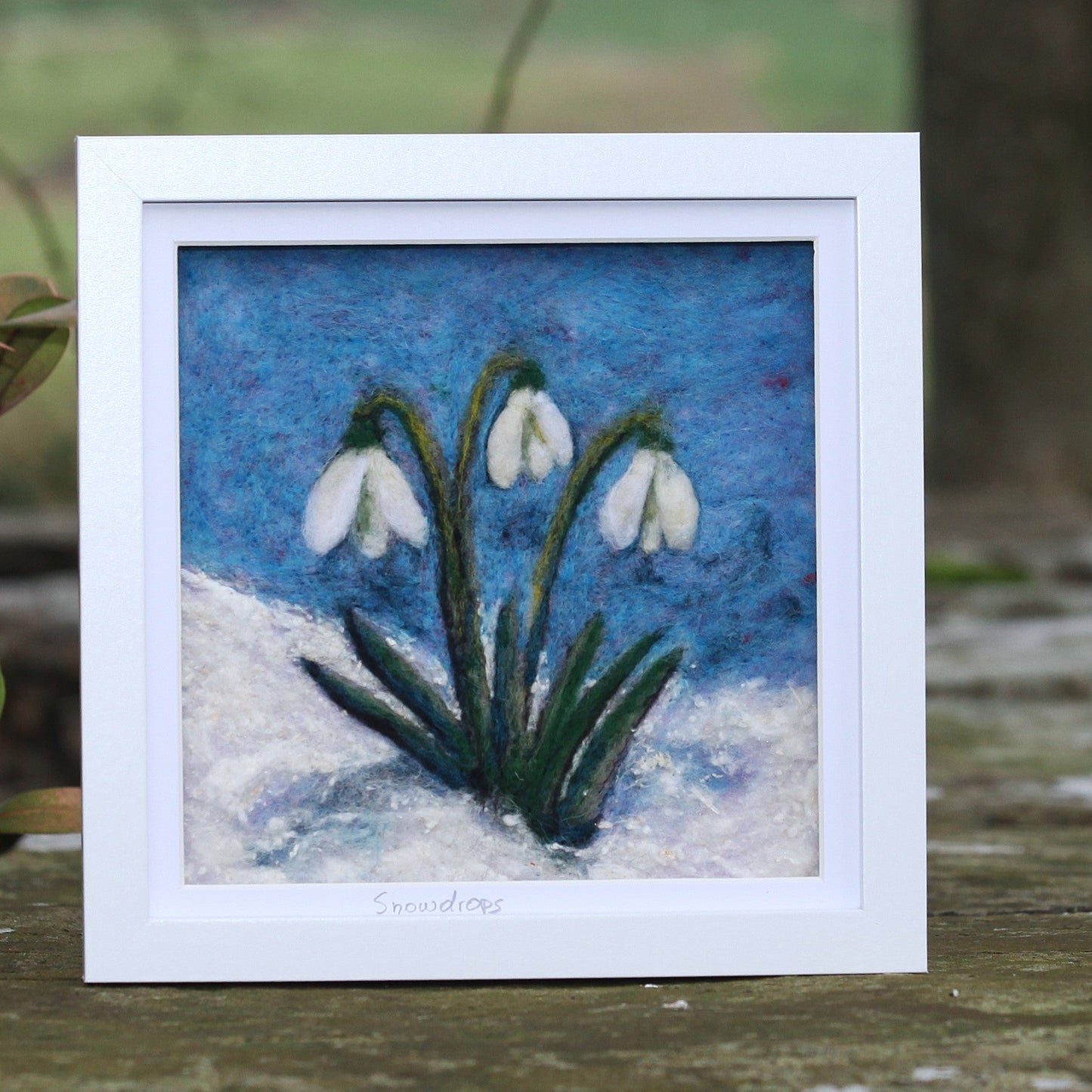 Snowdrops